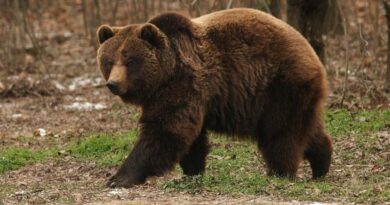 В Слободском районе медведь вышел на пасеку у села Роговое